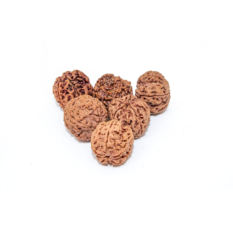 Panch Mukhi Rudraksha Water Therapy | 6 Natural Lab Certified Rudhraksha Beads | Swaha