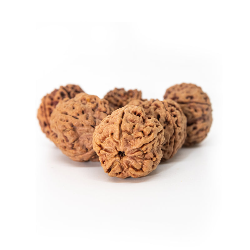 Panch Mukhi Rudraksha Water Therapy | 6 Natural Lab Certified Rudhraksha Beads | Swaha