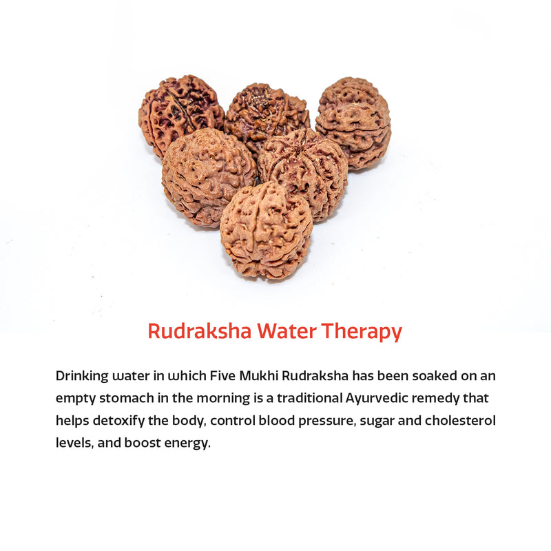 Panch Mukhi Rudraksha Water Therapy | 6 Natural Lab Certified Rudhraksha Beads | Swaha