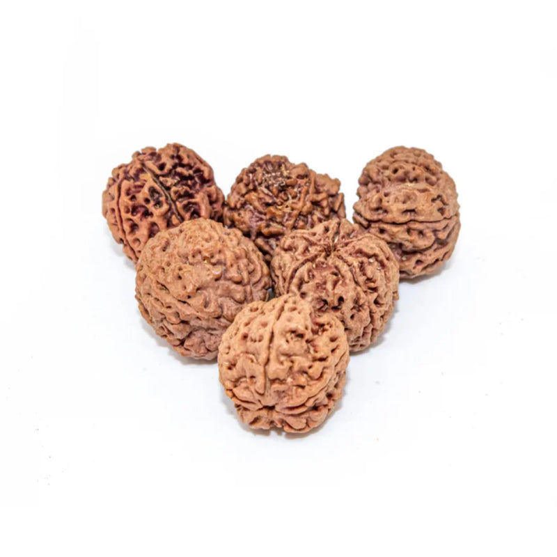 Panch Mukhi Rudraksha Water Therapy | 6 Natural Lab Certified Rudhraksha Beads | Swaha