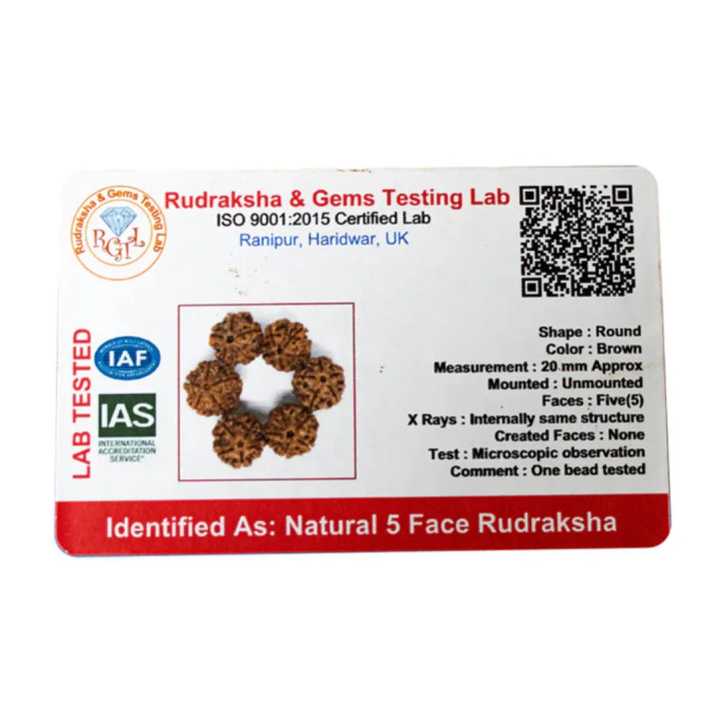 Panch Mukhi Rudraksha Water Therapy | 6 Natural Lab Certified Rudhraksha Beads | Swaha