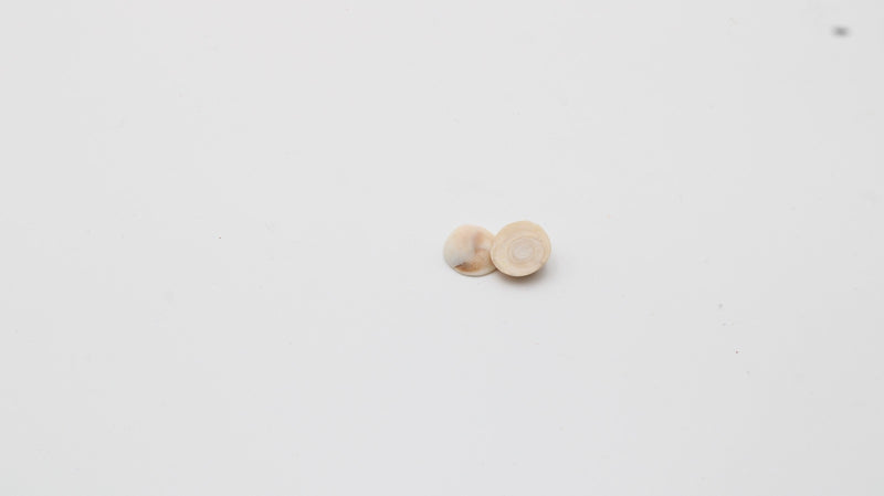 Gomati Chakra Original Set - 51 Pieces | Swaha